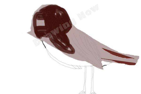 bird ( bad attempt)sparrow - Step 12