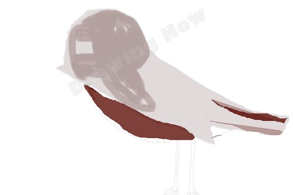 bird ( bad attempt)sparrow - Step 13