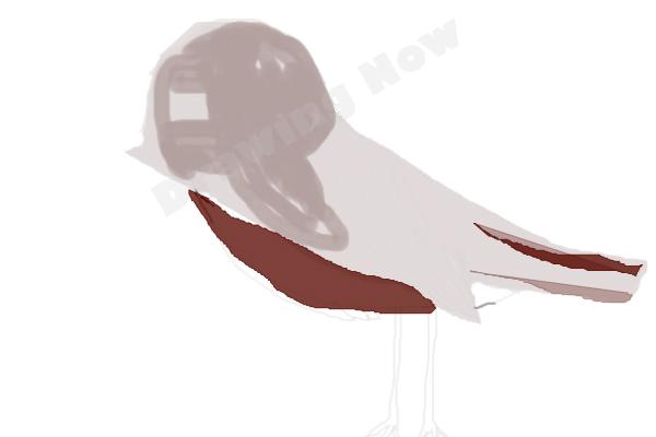 bird ( bad attempt)sparrow - Step 13 bird ( bad attempt)sparrow - Step 13