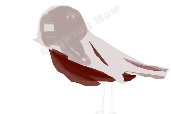 bird ( bad attempt)sparrow - Step 14