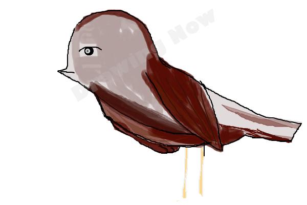 bird ( bad attempt)sparrow - Step 15