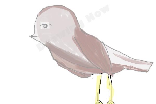 bird ( bad attempt)sparrow - Step 16