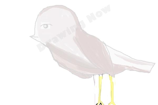 bird ( bad attempt)sparrow - Step 17
