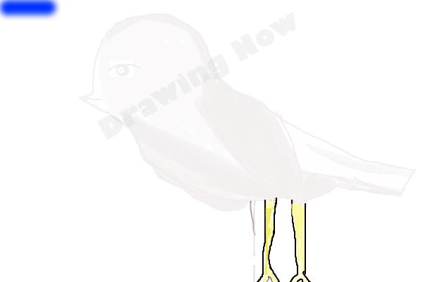 bird ( bad attempt)sparrow - Step 18