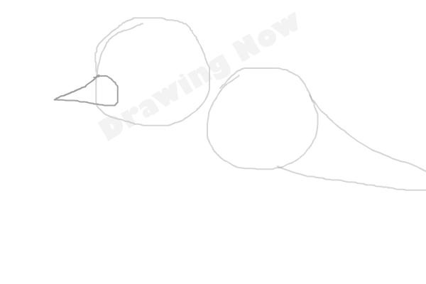 bird ( bad attempt)sparrow - Step 2 bird ( bad attempt)sparrow - Step 2