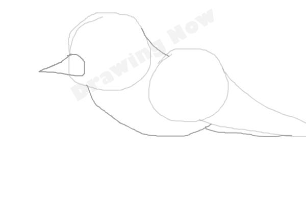 bird ( bad attempt)sparrow - Step 3 bird ( bad attempt)sparrow - Step 3