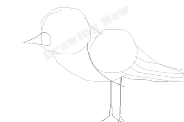 bird ( bad attempt)sparrow - Step 5