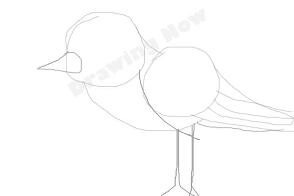 bird ( bad attempt)sparrow - Step 5 bird ( bad attempt)sparrow - Step 5