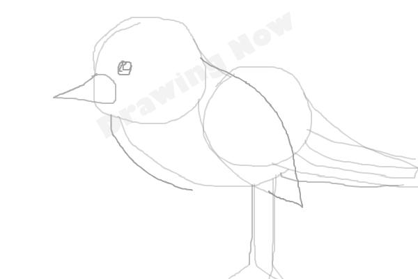 bird ( bad attempt)sparrow - Step 6