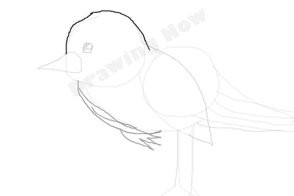 bird ( bad attempt)sparrow - Step 7