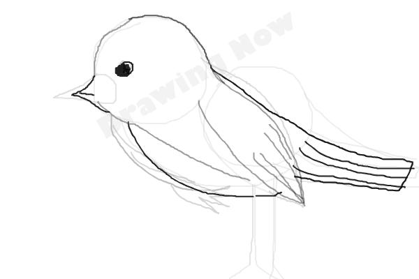 bird ( bad attempt)sparrow - Step 9