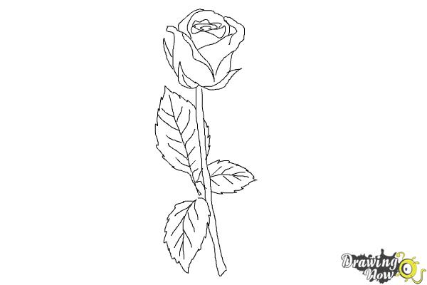 How to Draw a Rose Step by Step For Beginners | DrawingNow