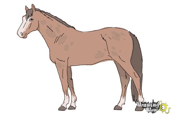 How to Draw a Realistic Horse - Step 10