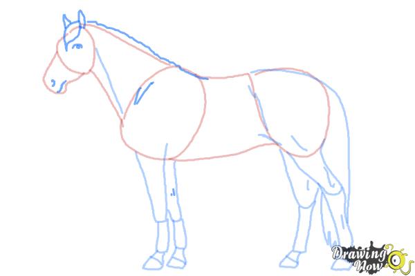 How to Draw a Realistic Horse - Step 8