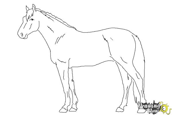 how to draw a realistic horse