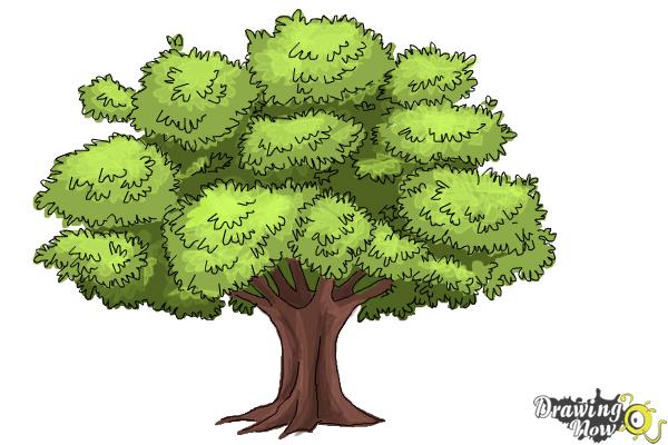 How to Draw a Realistic Tree - Step 10