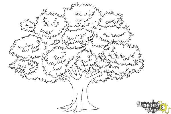 How to Draw a Realistic Tree - Step 9 How to Draw a Realistic Tree - Step 9