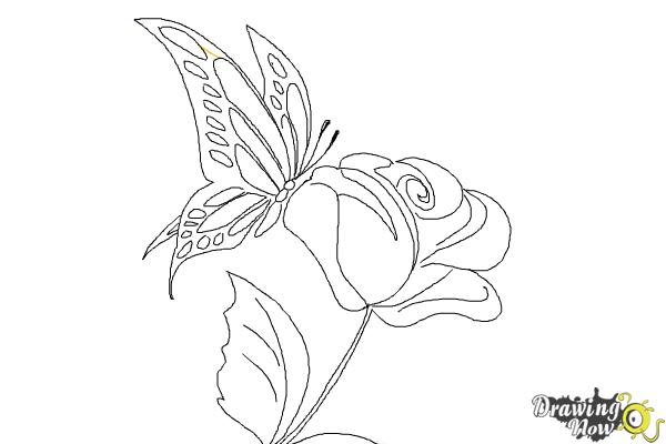 How to Draw a Butterfly On a Flower - DrawingNow