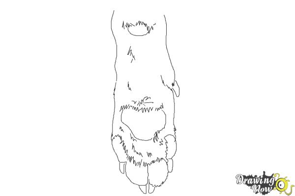 How to Draw a Dog Paw - Step 8 How to Draw a Dog Paw - Step 8