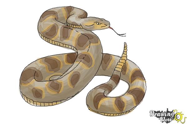 How to Draw a Realistic Snake - DrawingNow