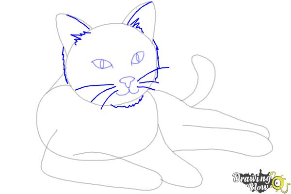 How to Draw a Cat - Step 7