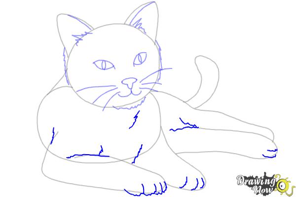 How to Draw a Cat - Step 8