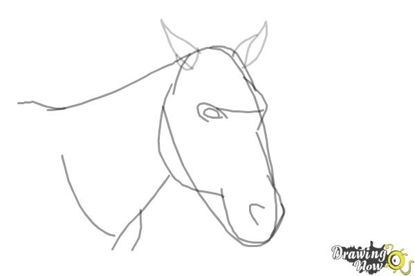 How to Draw a Horse Head - Step 5