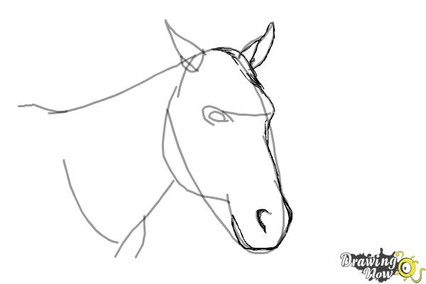 How to Draw a Horse Head - Step 6