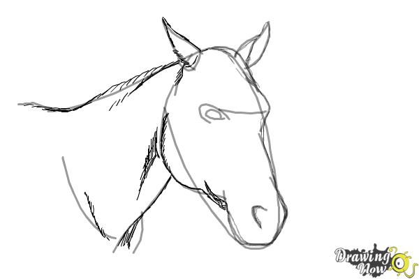 How to Draw a Horse Head - Step 7