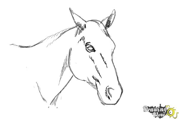 Easy HORSE HEAD for beginners pencil drawing - YouTube