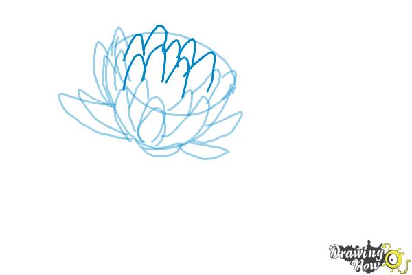 How to Draw a Lotus Flower, Water Lily - Step 6