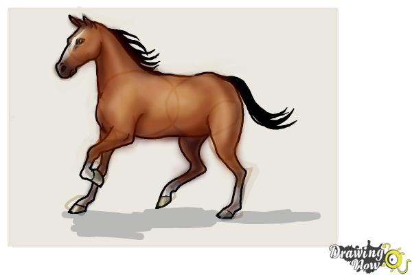 How to Draw a Realistic Horse