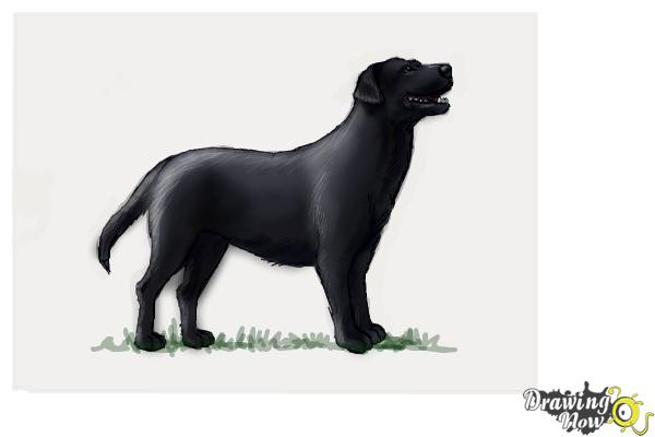 How to Draw a Black Labrador Retriever - Step 10