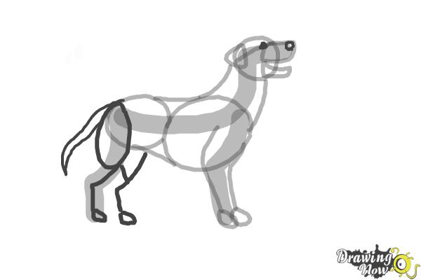 How to Draw a Black Labrador Retriever - Step 5
