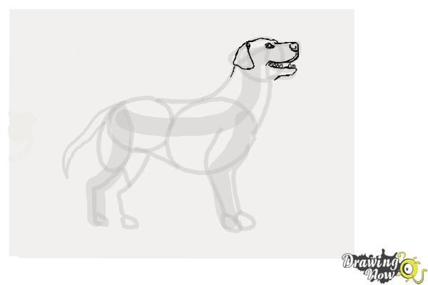 How to Draw a Black Labrador Retriever - Step 6