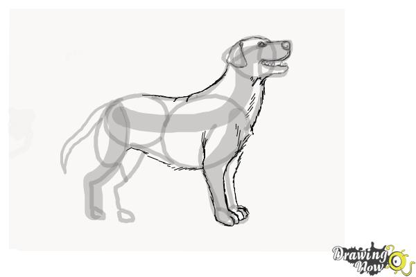 How to Draw a Black Labrador Retriever - Step 7