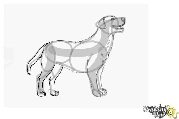 How to Draw a Black Labrador Retriever - Step 8