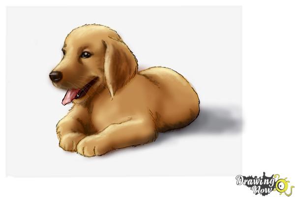 How to Draw a Golden Retriever Puppy - Step 10