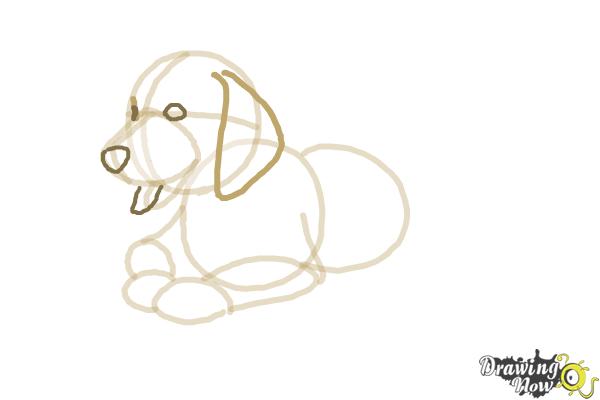 How to Draw a Golden Retriever Puppy - Step 6