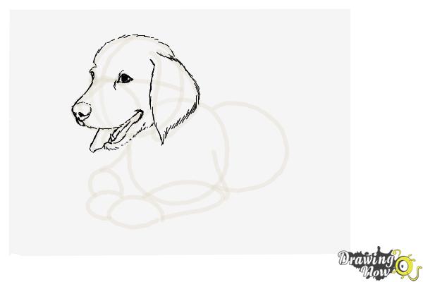 How to Draw a Golden Retriever Puppy - Step 7