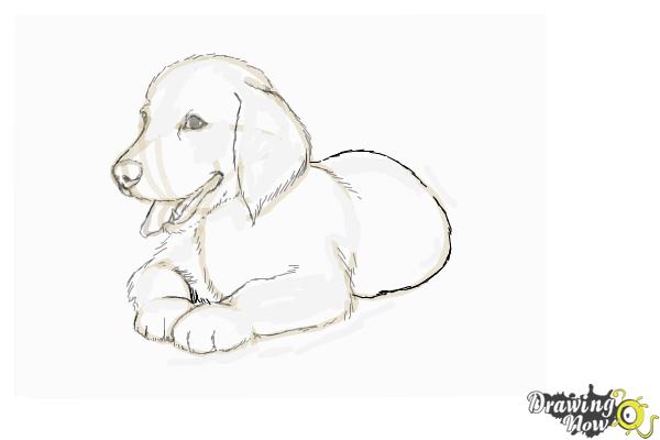 How to Draw a Golden Retriever Puppy - DrawingNow