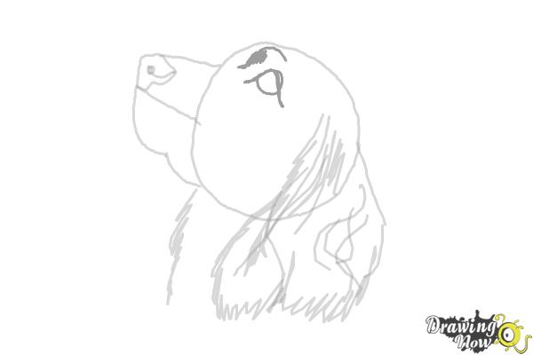 How to Draw a Cocker Spaniel - Step 7