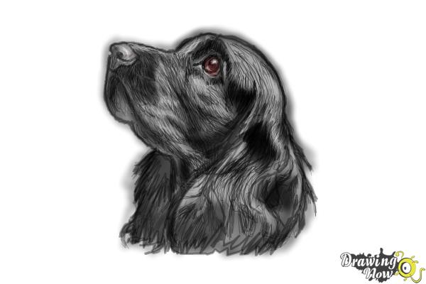 How to Draw a Cocker Spaniel - Step 9 How to Draw a Cocker Spaniel - Step 9