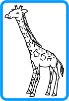 giraffe